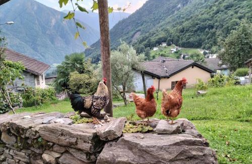 Verdabbio Bed & Breakfast | Da Erminia