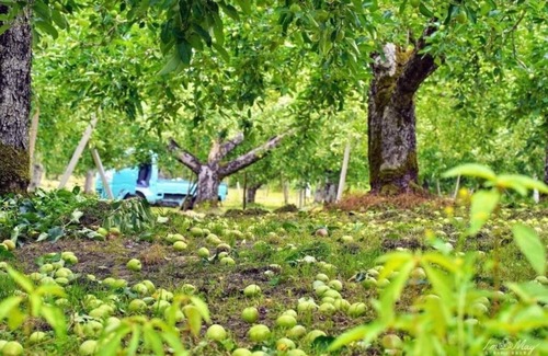 Asahi-machi House | Daichan Farm Guest House