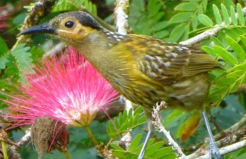 Diwan House | Daintree Holiday Homes - The Folly