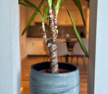 Barneveld Apartment | De Korenbloem