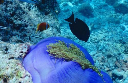 Dhigurah House | Dhigurah Beach Inn