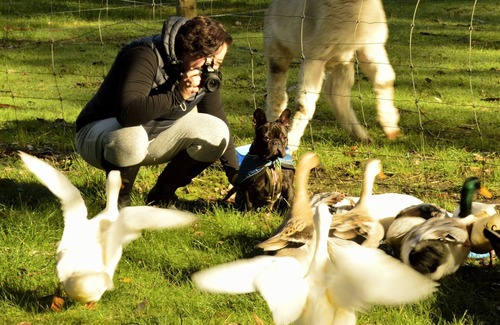 Middlesex Cottage | Diamond Forest Farm Stay, Pet Friendly cottages