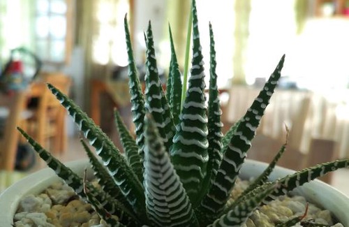 Matala Bed & Breakfast | Dimitris Villa Hotel