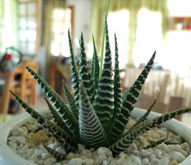 Matala Bed & Breakfast | Dimitris Villa Hotel