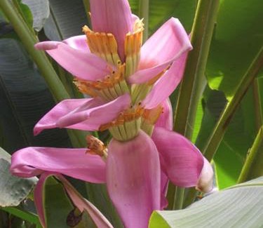 Capesterre-Belle-Eau House | Domaine fleurs de bananes