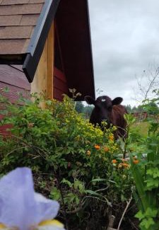 Conaripe Apartment | Domo Vive Pellaifa