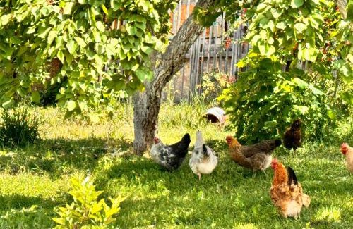 Kaji-Say House | eco house summer garden