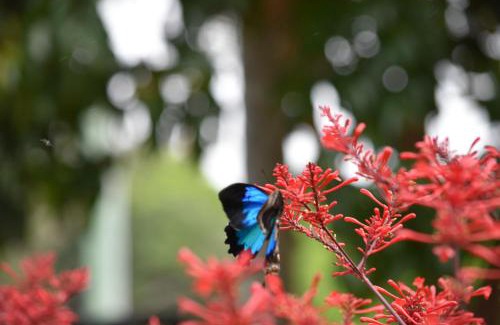 Yungaburra Resort | Eden House Retreat