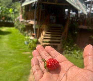 Ella Cabin | Ella Rock Grun Cottage