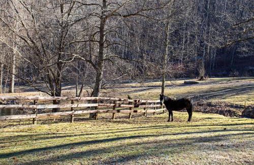 Waynesville House | Emerald Gate Farm Cabin with On-Site Fishing Pond!