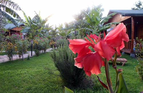 Cirali House | Estelar Bungalow