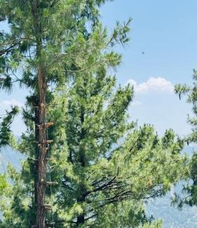 Nathia Gali Apartment | Faimly cottages