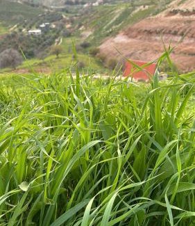 Suwailih House | Farah's Cottage