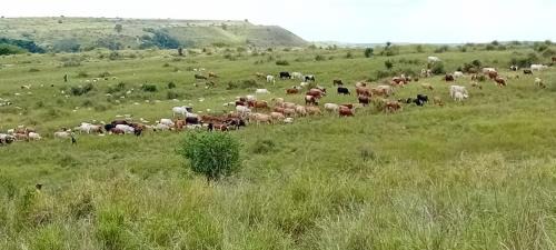 Dande Other | Fazenda Kizonga