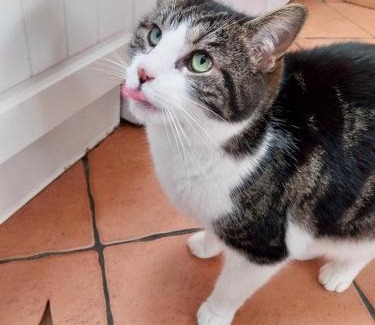 Kiltegan Bed & Breakfast | Felicity Cottage, W91 D1W3