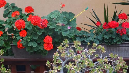 Gebesee Apartment | Ferienwohnung bei Erfurt
