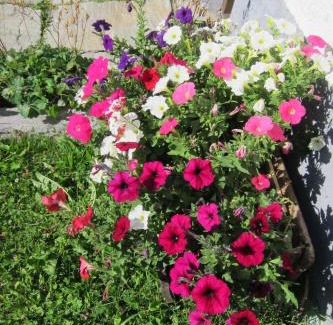 Fuldera Apartment | Fuldera Daint chasa Zanoli Wohnung Parterre