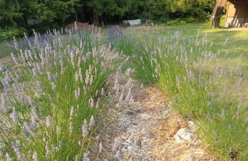 Fauquier Cottage | Fun Family & Hot Springs Rd trip @ the Lavender Cottage: Golf-Soak-Beach-Repeat!