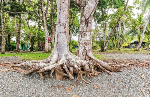 Palma Cabin | Gallo Pinto ~ Beachfront Compact unit