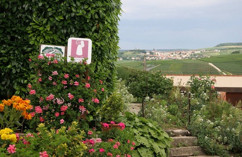 Villers-sous-Chatillon Apartment | Gîte "Pinots" in the heart of the Champagne vineyards