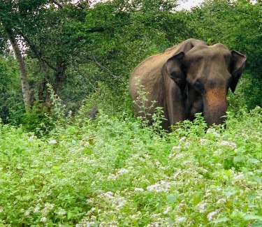 Udawalawa Bed & Breakfast | Golden Pearl Safari Villa