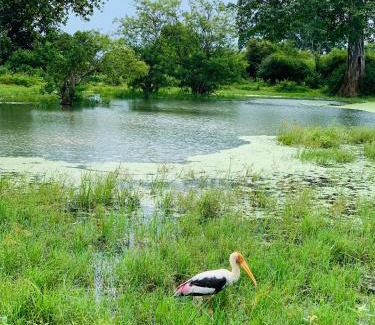 Udawalawa Bed & Breakfast | Golden Pearl Safari Villa