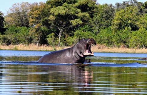 Maun House | Golentle Home Stay