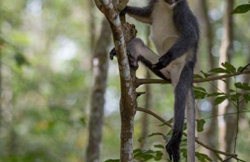Bukit Lawang House | GRANDMA GUEST HOUSE including jungle Trek