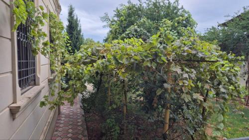 Baku Villa | Green Garden Shuvelan
