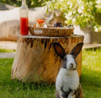 Sabaneta de Yasica Other | Green Land Bubble Glamping