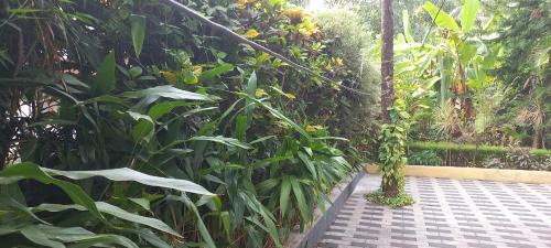 Talipparamba House | greenview homestay Mayyil