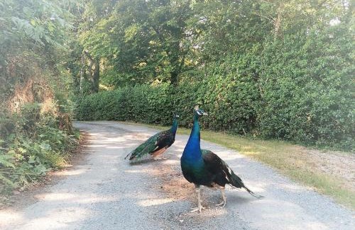 Torrington Resort | Greenways Valley Holiday Park