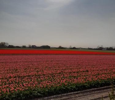 Breezand House | Groot familiehuis voor 6 personen in landelijke, rustige omgeving
