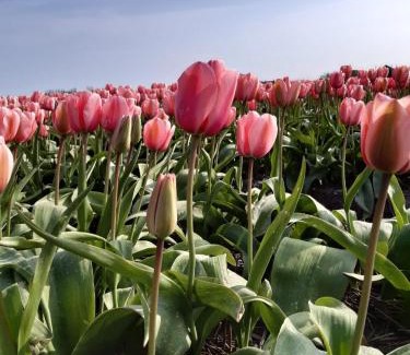 Breezand House | Groot familiehuis voor 6 personen in landelijke, rustige omgeving
