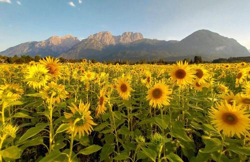 Lienz Apartment | Haus Sonnengarten-Lienz