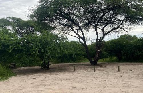 Kachikau Other | Hennies Hideout