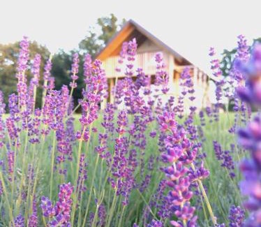 Moravske Toplice Apartment | Hiša iz volne