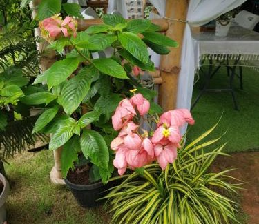 Coron Town Proper House | Hidden Haven Coron