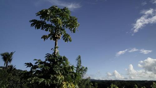 Vieux Fort Quarter House | Hilltop Cabin in Black Bay Laborie