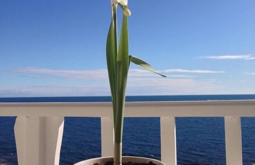Marina Serra Apartment | Holiday apartment Marina Serra for 1 - 2 persons with 1 bedroom - Holiday apartment in one or multi-