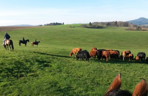 Rosa Apartment | Holiday/riding holiday in the Rhön/Rosa