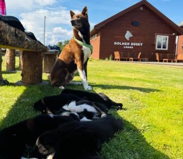 Alta Cabin | Holmen Husky Lodge