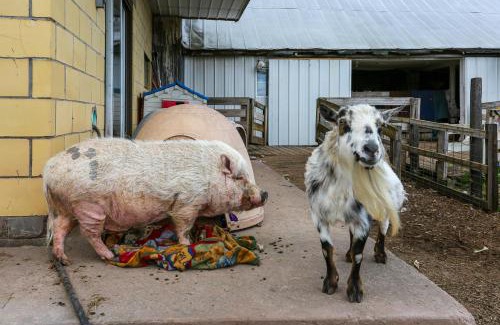 White Mills House | Honesdale Cabin 110 Shared Acres, Animal Rescue!