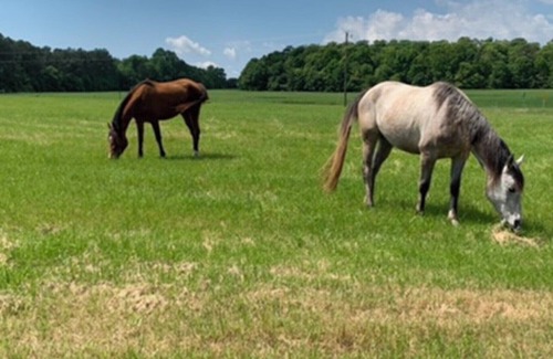 Townville Cabin | Horse farm 20 minutes from Clemson University