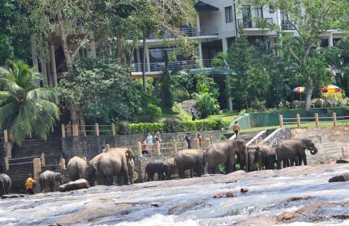 Pinnawala Hotel | Hotel Elephant Bay