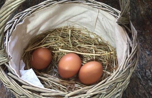 Sant Celoni House | House with large private pool, ping pong, barbecue, fresh eggs every day.