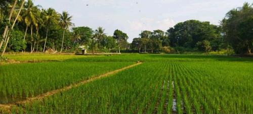 Kayangan House | Ijen Farmer Homestay