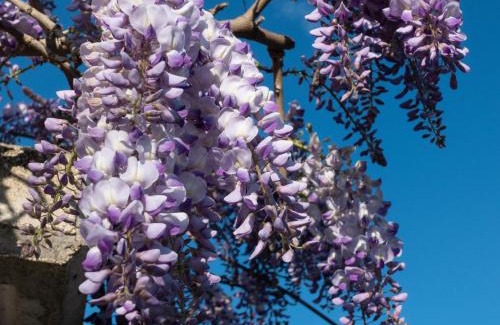 Falerone Bed & Breakfast | Il Glicine