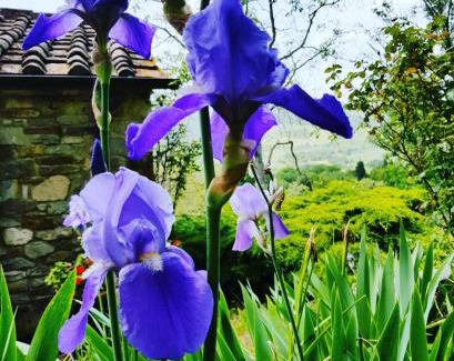 Fiesole House | Il Poggio al Sole