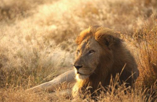 Hoedspruit Cabin | Imagine Africa Luxury Tented Camp